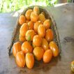 گوجه زیتونی نارنجی درختی در سبد