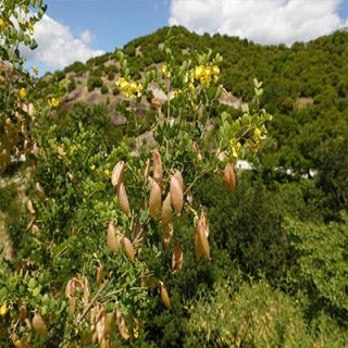 نیام حبابی در طبیعت