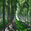 ردیف درخت پالونیا در زمین
