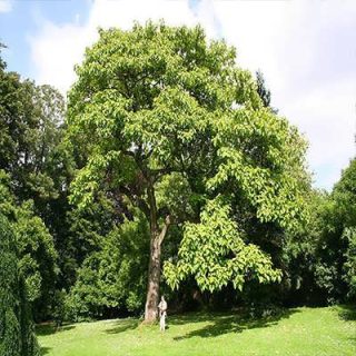 درخت پالونیا