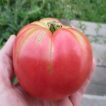 بذر گوجه فرنگی صورتی بوته ای