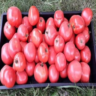 گوجه فرنگی صورتی بوته ای در سبد