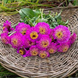 گل نازآفتابی پرپر ارغوانی (گلدانی) در سبد
