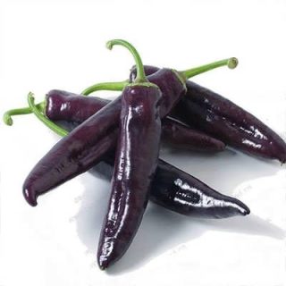 بوته فلفل پاپریکا بنفش از روبرو