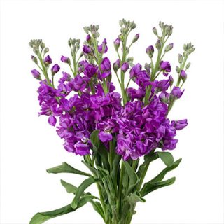 دسته گل صابونی ارغوانی