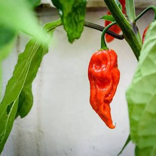 فلفل چروک قرمز از روبرو