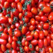 گوجه چری کشیده قرمز زیبا