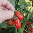 شکوفه گوجه چری کشیده قرمز