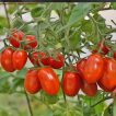 شاخه گوجه چری کشیده قرمز