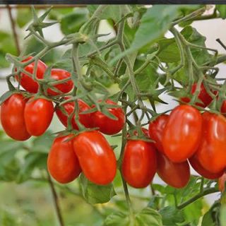 شاخه گوجه چری کشیده قرمز