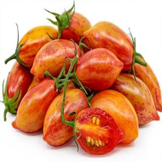 گوجه زیتونی ببری قرمز درختی پس زمینه