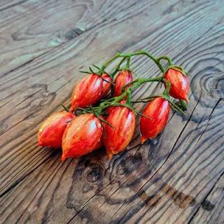 شاخه گوجه زیتونی ببری قرمز درختی