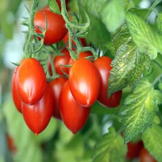 برگ گوجه زیتونی قرمز درختی