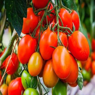 درخت گوجه زیتونی قرمز درختی