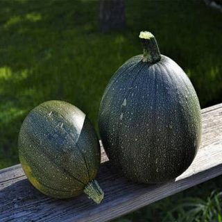 بذر کدو خورشتی گرد سیاه روی میز