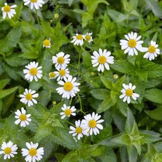 گل بابونه شیرازی در باغ