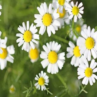 گل بابونه شیرازی در حیاط