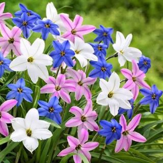 بوته گل ستاره ای پا کوتاه پرگل الوان