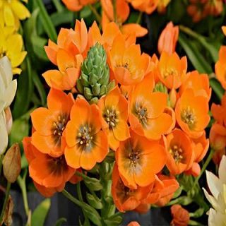 شکوفه گل ستاره ای پا کوتاه پرگل نارنجی