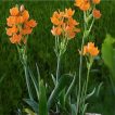 بوته گل ستاره ای پا کوتاه پرگل نارنجی