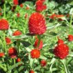 بوته گل تکمه ای پا کوتاه قرمز
