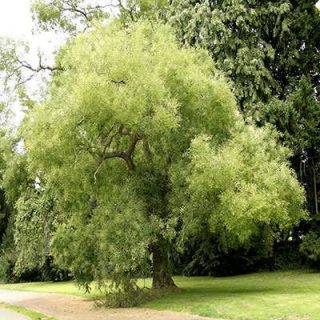 درخت تلخ بیان درختی