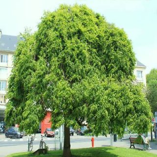 درخت تلخ بیان درختی