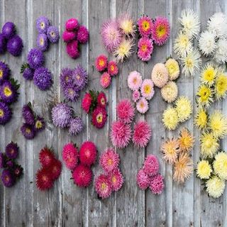 بذر گل ستاره ای پابلند پرگل الوان پس زمینه