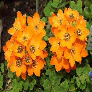بذر گل ستاره ای پابلند پرگل نارنجی