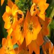 شکوفه گل ستاره ای پابلند پرگل نارنجی