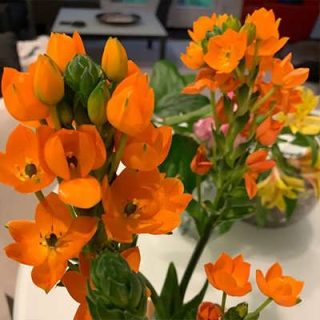 گل ستاره ای پابلند پرگل نارنجی در باغ