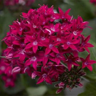 بوته گل ستاره ای پابلند پرگل قرمز