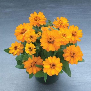 گل نازآفتابی پرپر نارنجی (گلدانی)
