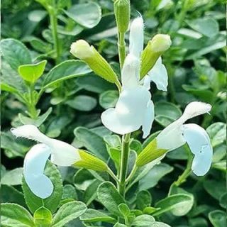 شاخه گل سلوی (مريم گلی) پابلند گلریز پرگل سفید