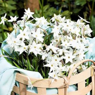بذر گل ستاره ای پابلند پرگل سفید در سبد