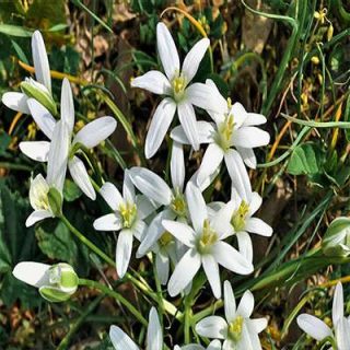 شاخه گل ستاره ای پابلند پرگل سفید