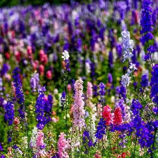 بذر گل زبان در قفا (دلفینیوم) پابلند الوان زیبا