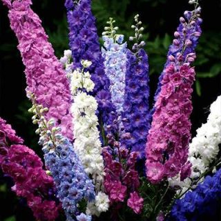 شاخه گل زبان در قفا (دلفینیوم) پابلند الوان