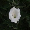 گل داتوره پابلند سفید از روبرو