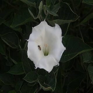 گل داتوره پابلند سفید از روبرو