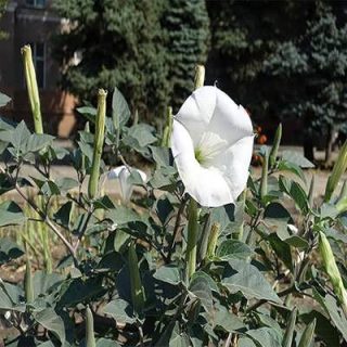 گل داتوره پابلند سفید در زمین