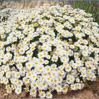 گل مارگریت پابلند سفید روی صخره