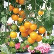 میوه گوجه چری زرد آویز