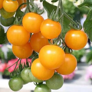 ساقه گوجه چری زرد آویز
