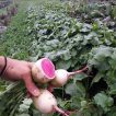بذر ترب هندوانه ای در باغ