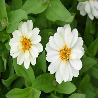 گل نازآفتابی پرپر سفید (گلدانی) در باغ