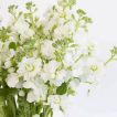 بذر گل صابونی سفید پس زمینه