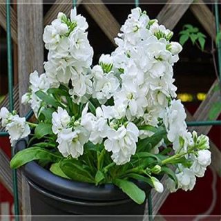 بذر گل صابونی سفید زیبا