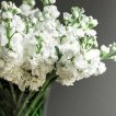 دسته گل صابونی سفید