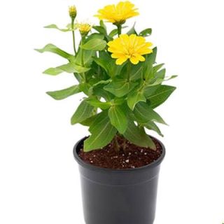 بذر گل نازآفتابی پرپر زرد (گلدانی) پس زمینه